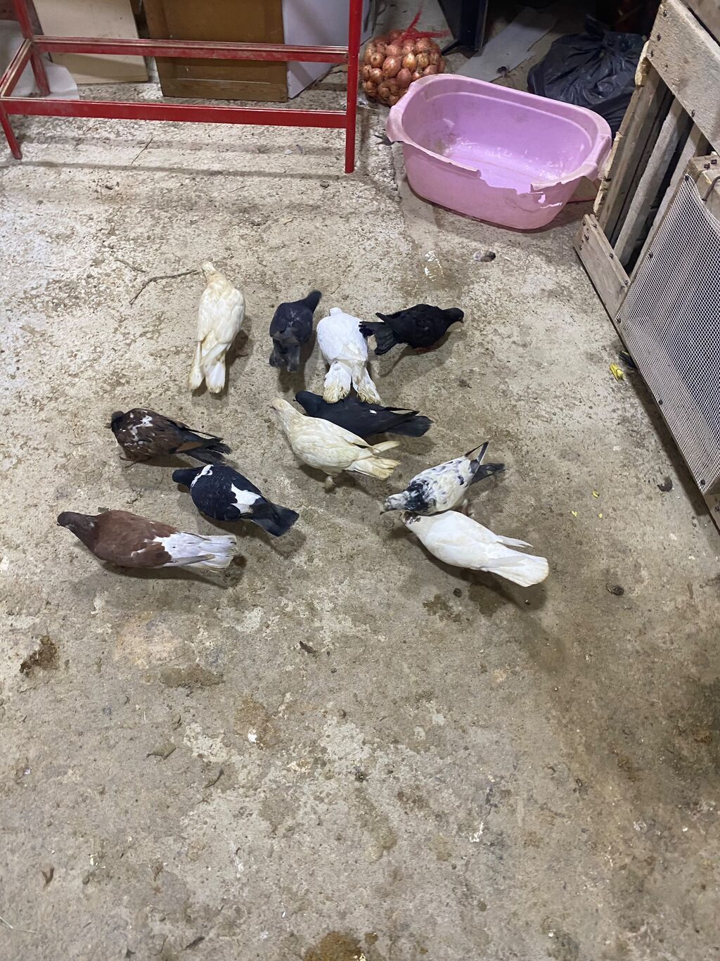 Sağlam heyvalardır 11eded tergizme icinde sat verende var tek tek — Göyərçin, Digah