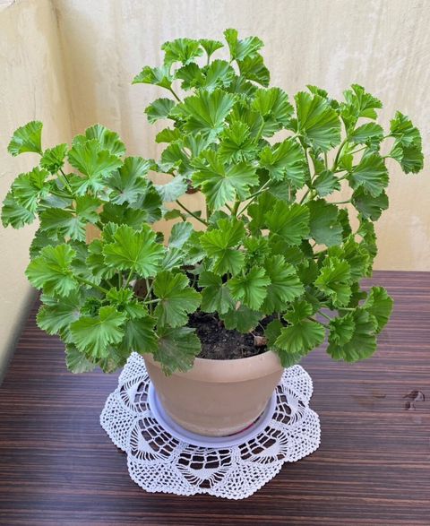 Pelargonium (qolf yapraqlı ətirli muşmula/geranium) - Bitki tipi — Digah