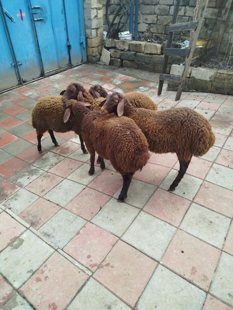 Qoyunlar – yerli cins, qəhvəyi rəngli sürü Məhsul/təsvir:4 de erkekdi — 350 ₼ · Digah · Kənd təsərrüfatı heyvanları Qoyunlar – yerli cins, qəhvəyi rəngli sürü Məhsul/təsvir:4 de erkekdi — Digah