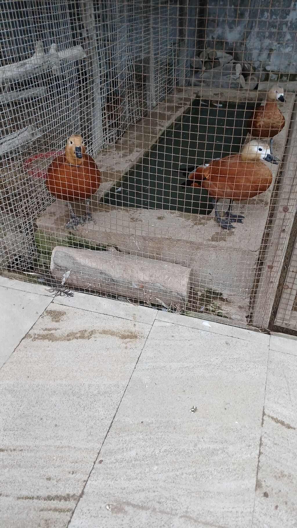Dekorativ Anqurt ordeyi.Bir cut satilir.Erkek diwi.Ozderi — Digərləri, Digah (2)