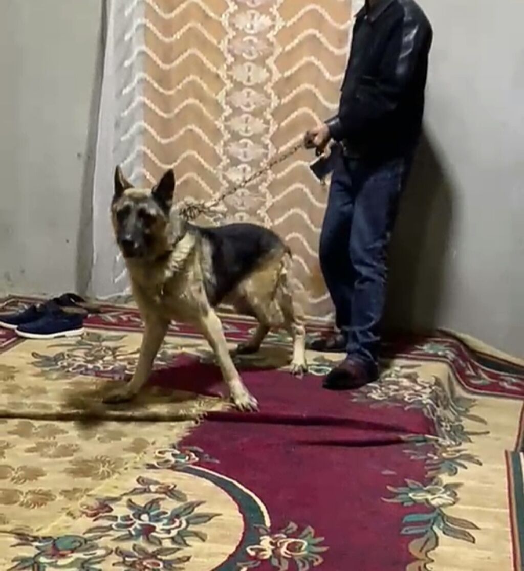 Alman çoban iti — Köpəklər, Gəncə (2)