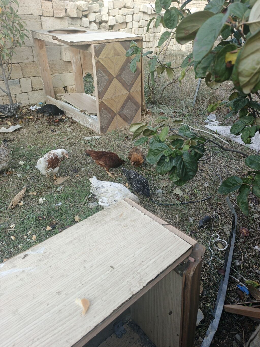 Toyuq, Damazlıq, Pulsuz çatdırılma — Toyuq və xoruz, Xırdalan (4)
