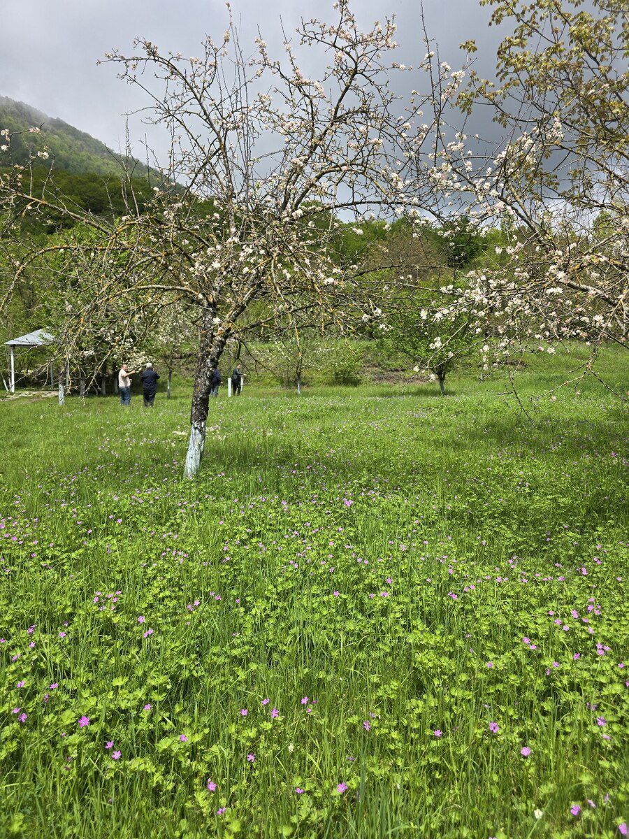5 sot torpaq sahəsi, Qəbələ r — Torpaq, Qəbələ (7)
