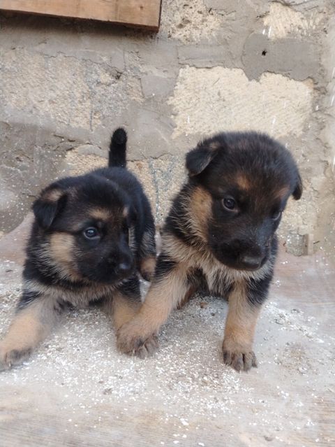 Alman çoban iti, Peyvəndli — 300 ₼ · Digah · Köpəklər Alman çoban iti, Peyvəndli — Digah
