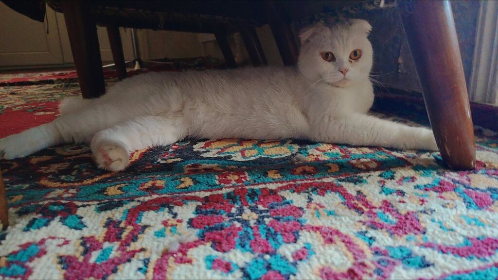 Şotland yastı qulaq, Dişi, Yaxşı əllərə — Pişiklər, Gəncə (2)