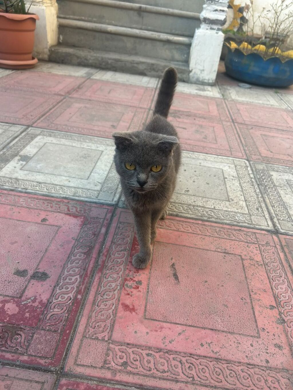 Şotland yastı qulaq, Yaxşı əllərə — Pişiklər, Gəncə (4)