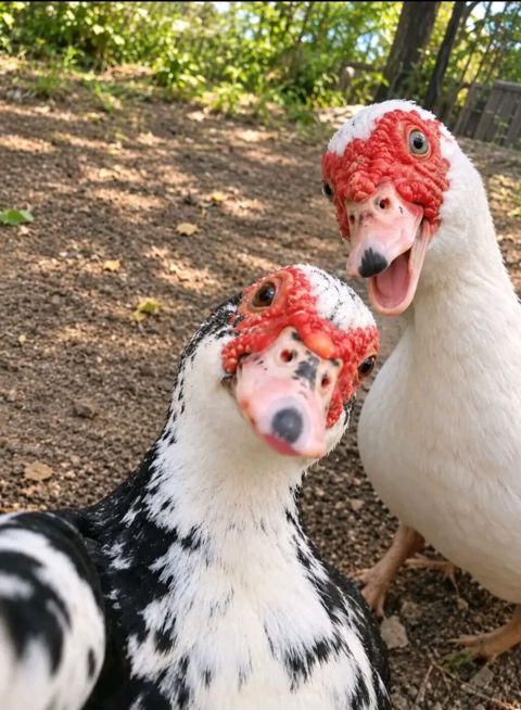 Kom halda hamsi 20 manatdan xoruzlu fereli tek tek 15 20 manat fereler — Gəncə