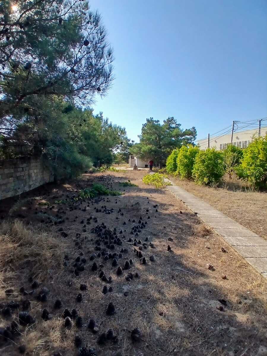 İcarəyə verilir 2 otaqlı həyət evi/bağ evi 2000 m² — Ev, villa, Bakı (5)