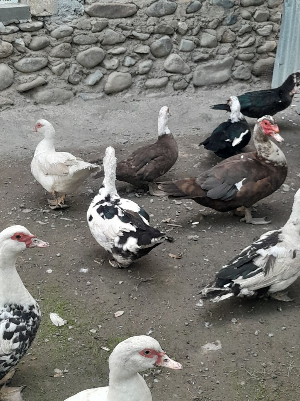 Kom halda hamsi 20 manatdan xoruzlu fereli tek tek 15 20 manat fereler — Digərləri, Gəncə (5)