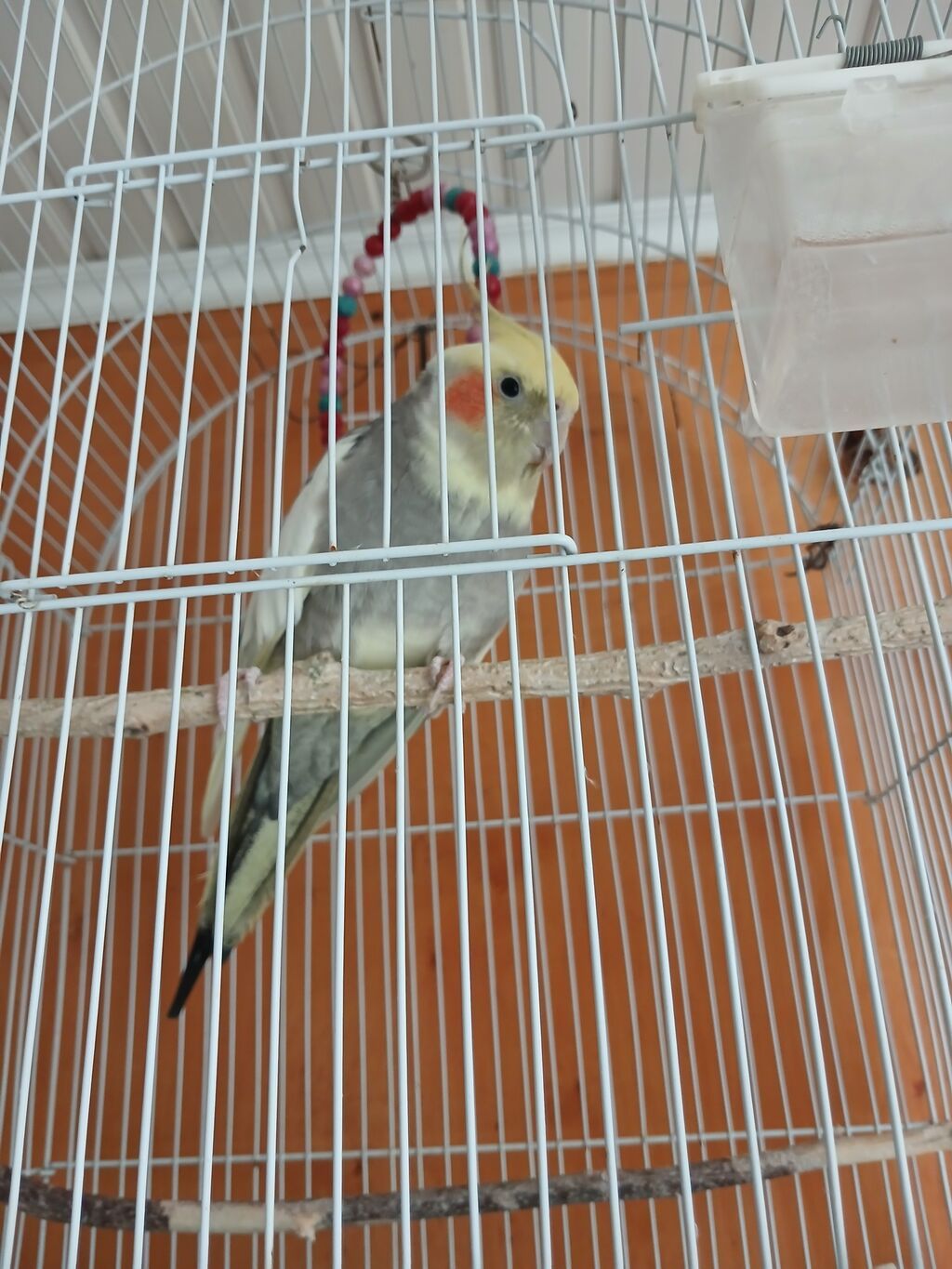 Nimfa tutuquşusu və qəfəs dəsti - Növ: Nimfa (Cockatiel) tutuquşusu — Tutyun papağayı, Sumqayıt (2)