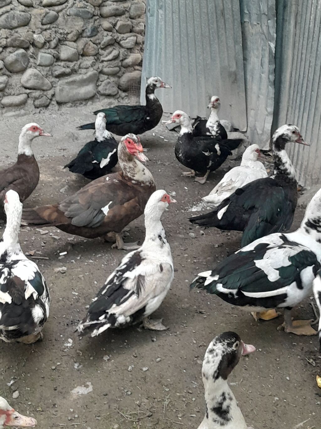 Kom halda hamsi 20 manatdan xoruzlu fereli tek tek 15 20 manat fereler — Digərləri, Gəncə (6)