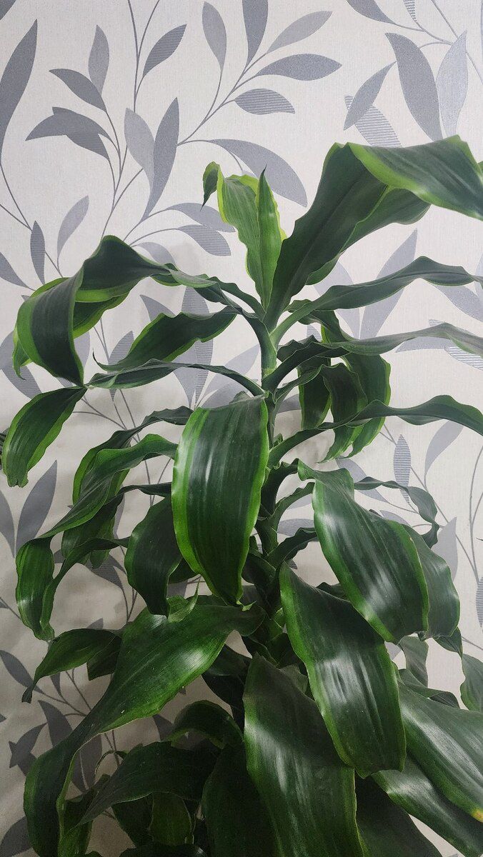 Dracaena bitkisi — Bitkilər, Bakı (2)