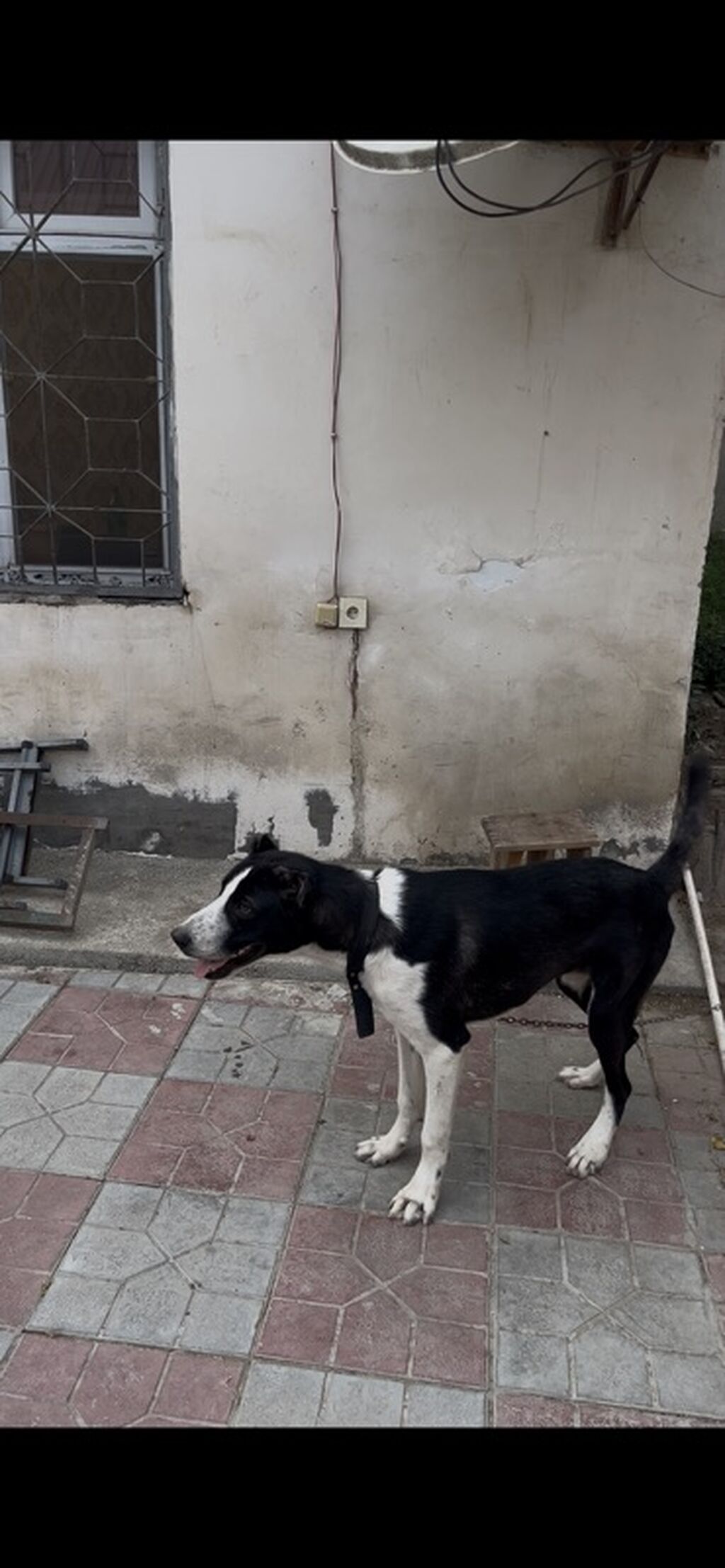 Qurdbasar, 10 ay, Erkək, Peyvəndli, Ünvandan götürmə — Köpəklər, Bakı
