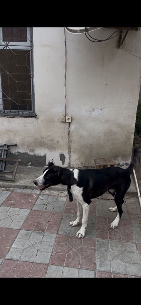 Qurdbasar, 10 ay, Erkək, Peyvəndli, Ünvandan götürmə — 150 ₼ · Bakı · Köpəklər Qurdbasar, 10 ay, Erkək, Peyvəndli, Ünvandan götürmə — Bakı