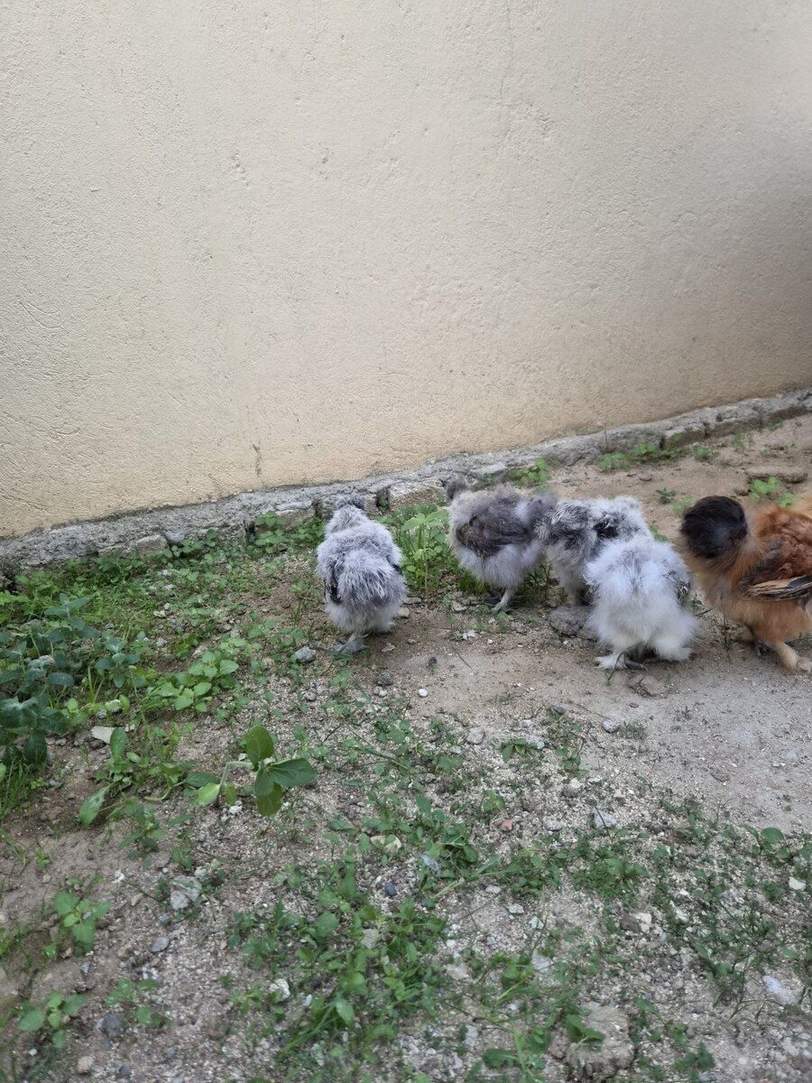 Ponpon cücələr — Quşlar, Bakı (11)