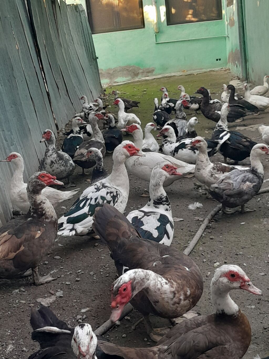 Kom halda hamsi 20 manatdan xoruzlu fereli tek tek 15 20 manat fereler — Digərləri, Gəncə (3)