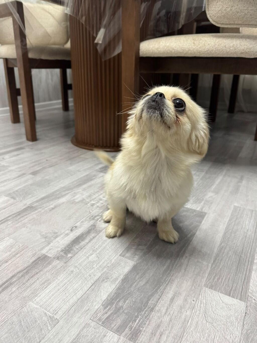 Pekines, Peyvəndli — Köpəklər, Bakı (6)