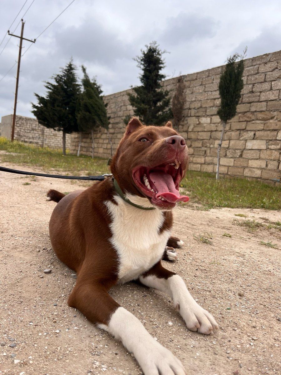 Pitbul — Köpəklər, Bakı (2)