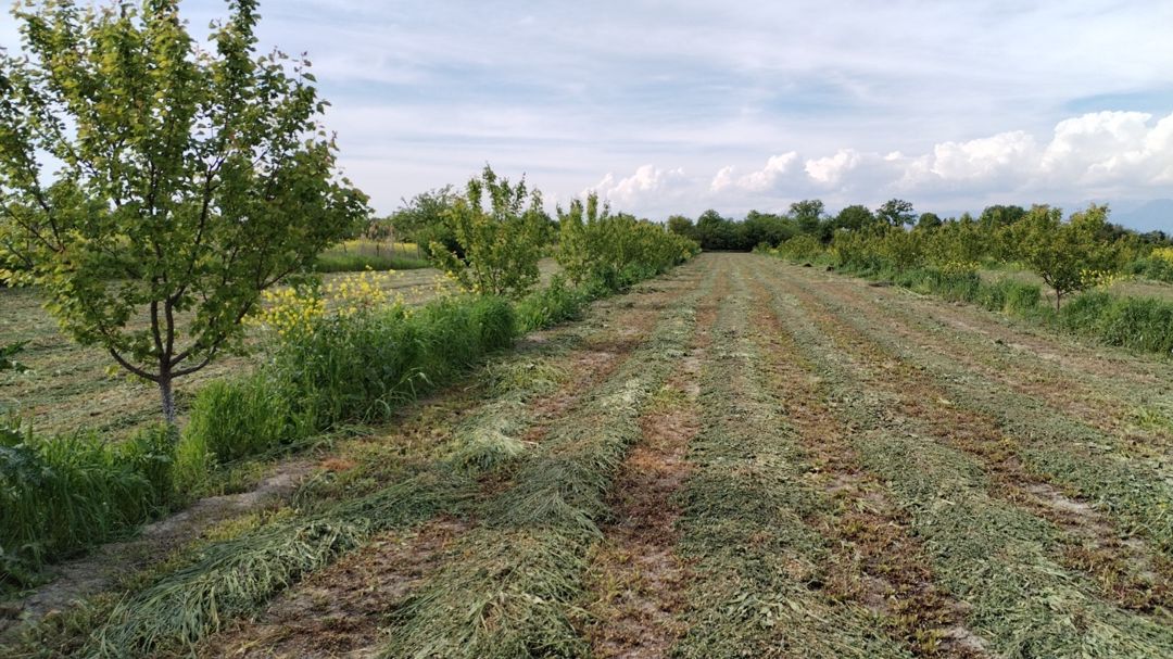 2.67 sot torpaq sahəsi, Qax r — Torpaq, Qax (2)