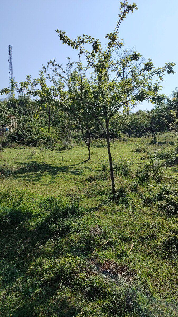 Satılır torpaq 20 sot — Torpaq, Qəbələ (5)