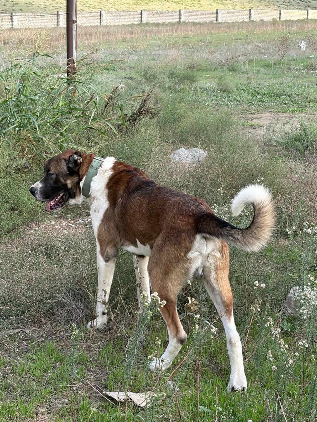 Qurdbasar, 2 il, Erkək, Peyvəndli, Rayonlara çatdırılma — Köpəklər, Mehdiabad (8)