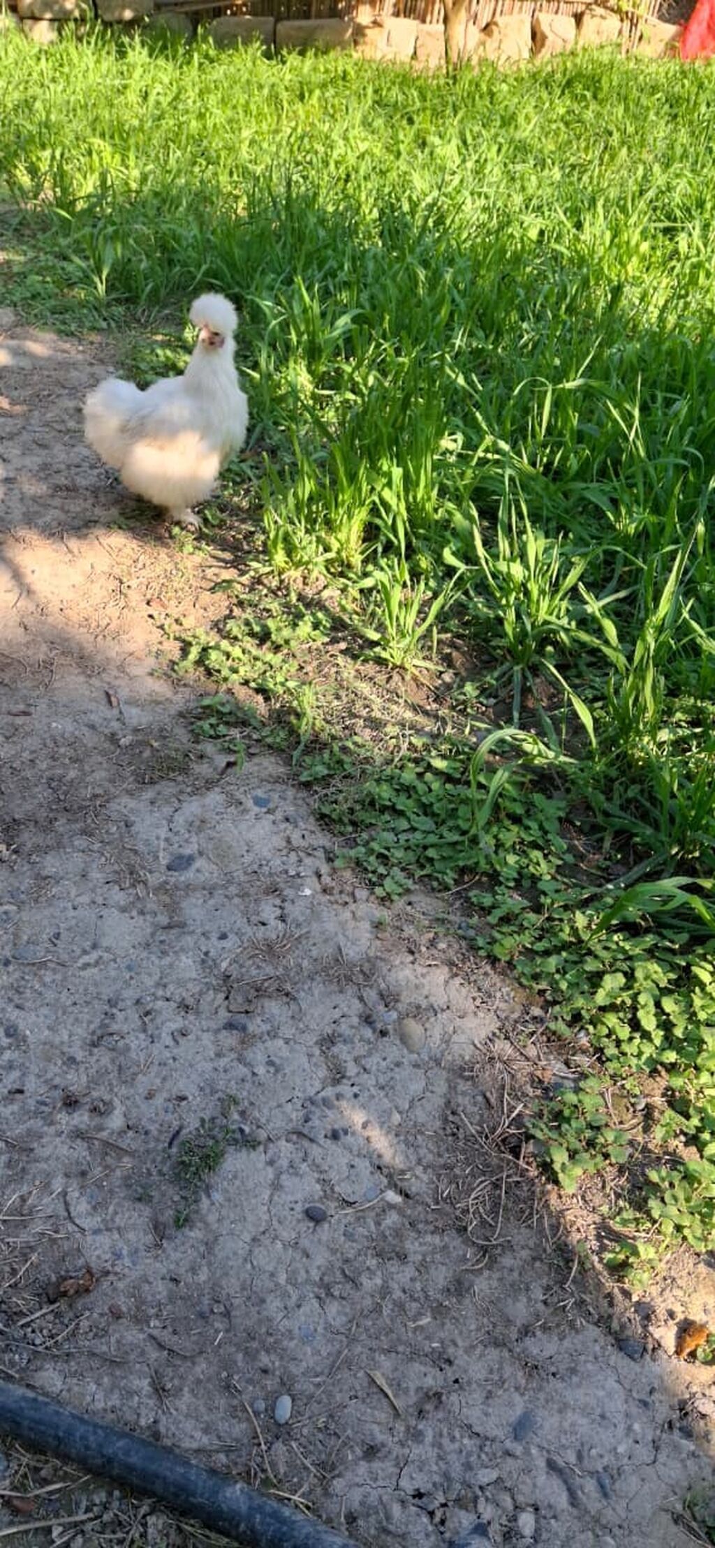 PonPon fərə istəyənlər buyursun — Toyuq və xoruz, Mingəçevir (4)