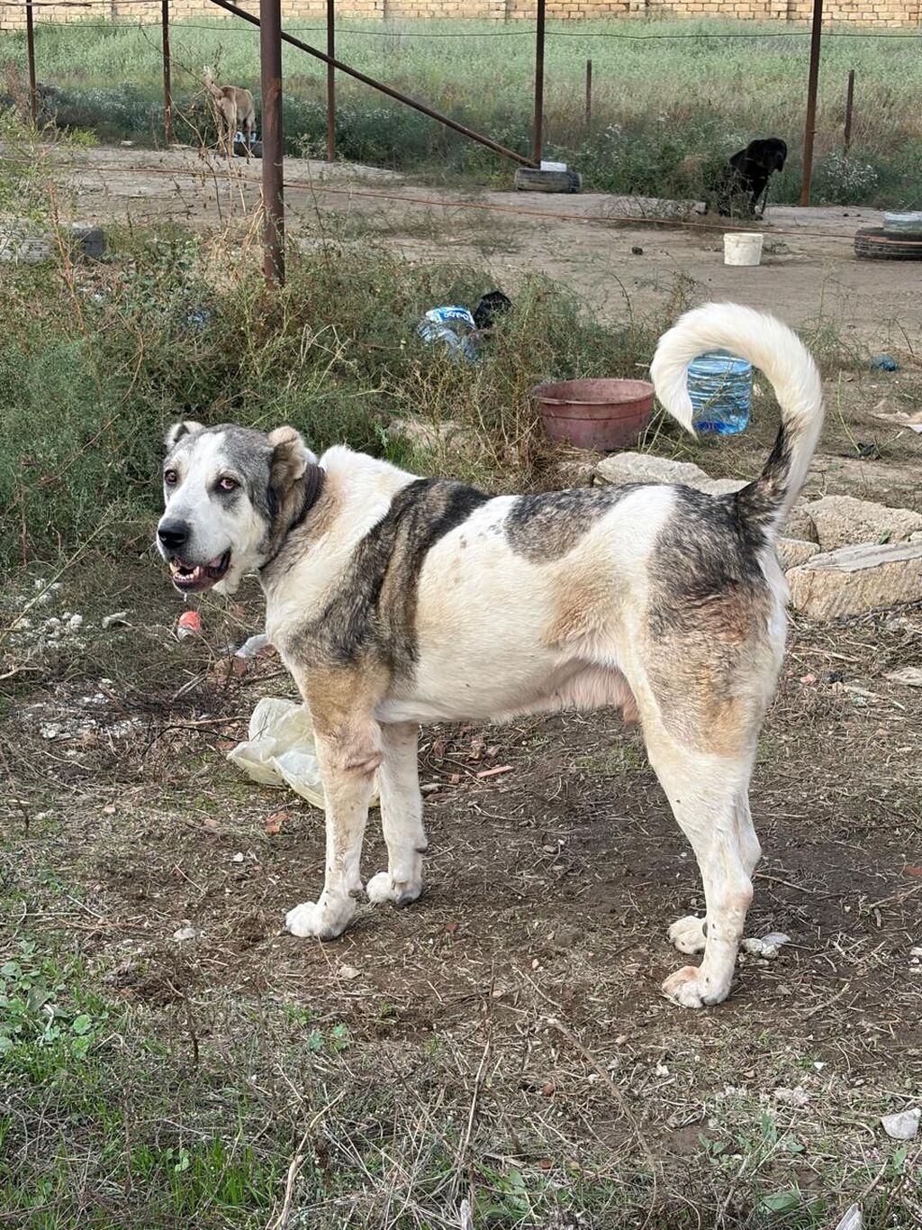 Qurdbasar, 3 il, Erkək, Peyvəndli, Rayonlara çatdırılma — Köpəklər, Mehdiabad (5)