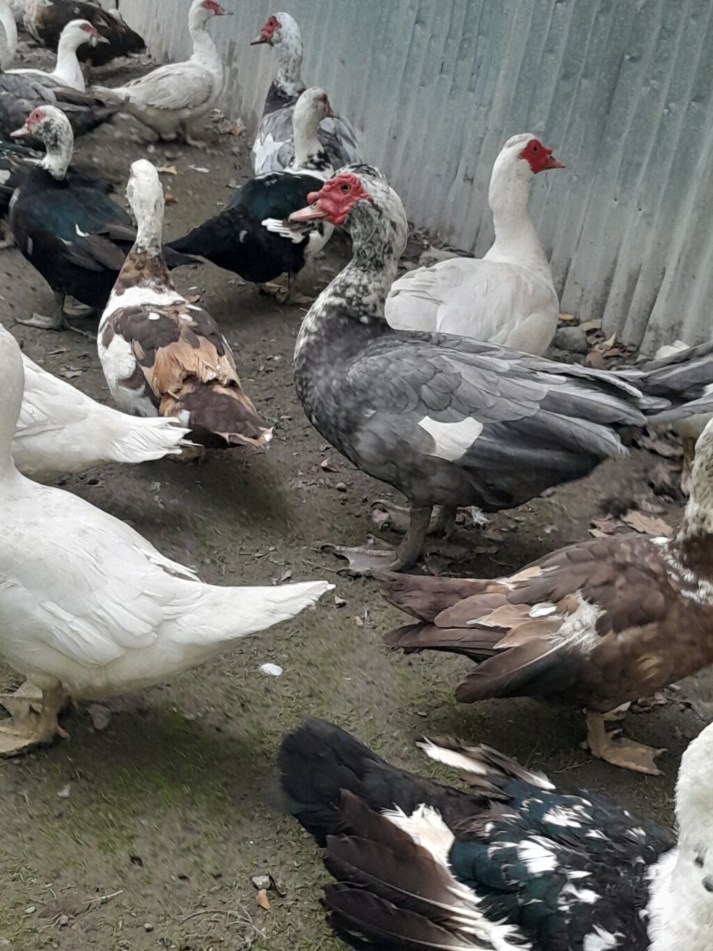 Kom halda hamsi 20 manatdan xoruzlu fereli tek tek 15 20 manat fereler — Digərləri, Gəncə (9)
