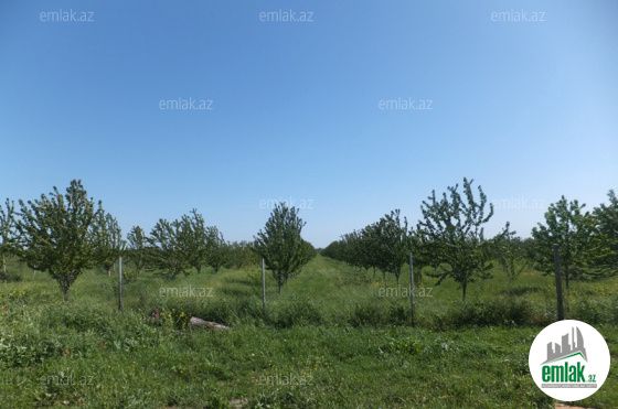 Satılır 300 sot torpaq Quba — Torpaq (5)