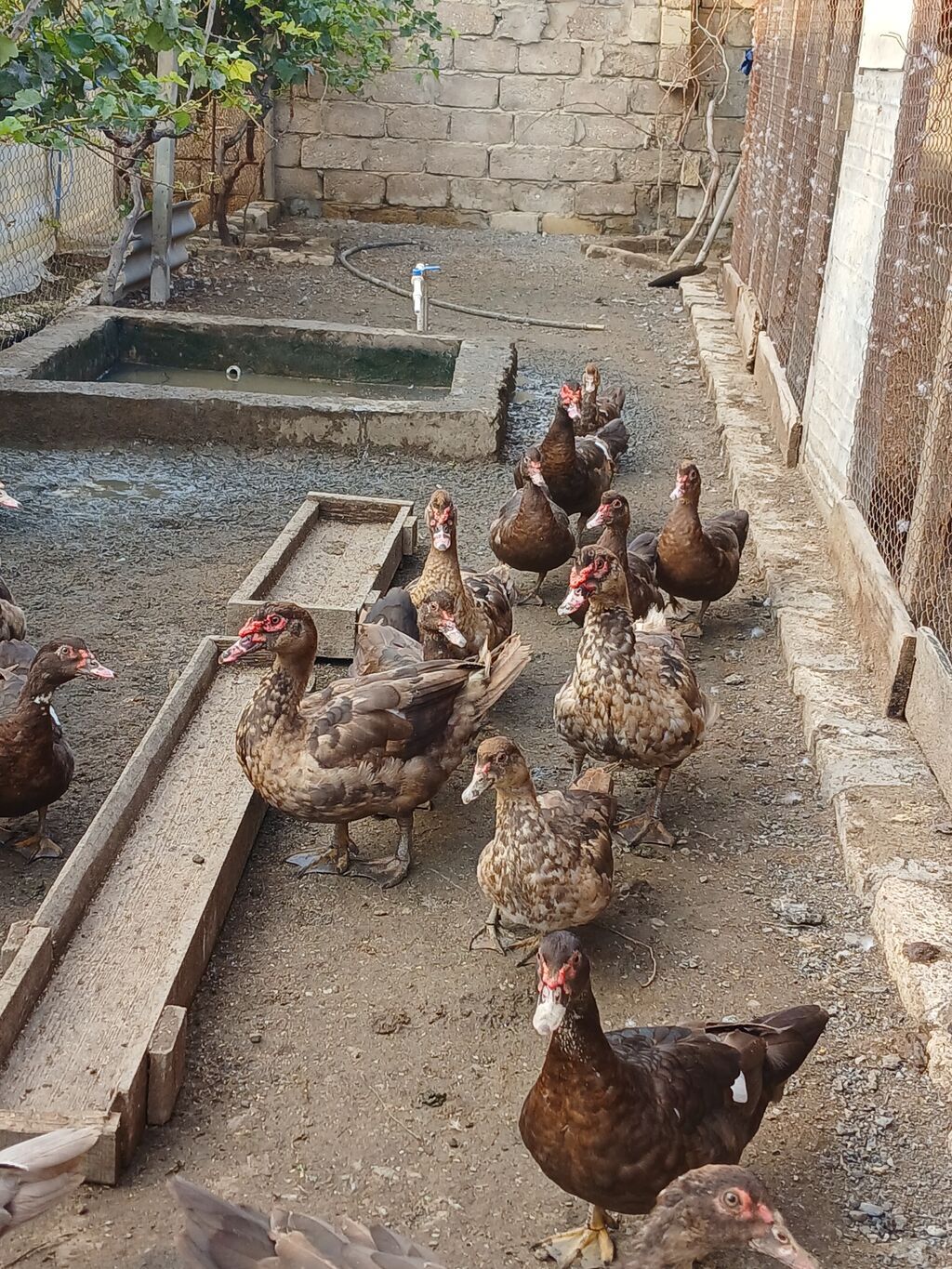 Krasnadar Lal ördəklər satilir təmiz sortdur qiymət öldürməyə calisma — Digərləri, Digah (3)