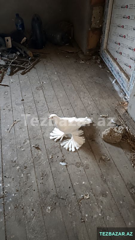 İri lələklidi — 25 ₼ · Biləsuvar · Quşlar İri lələklidi — Biləsuvar