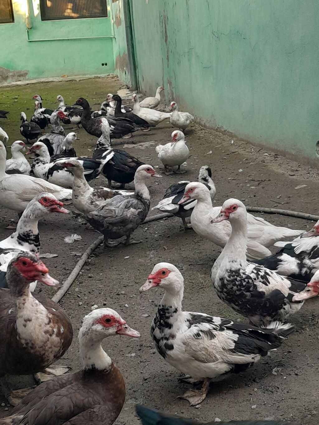 Kom halda hamsi 20 manatdan xoruzlu fereli tek tek 15 20 manat fereler — Digərləri, Gəncə (2)