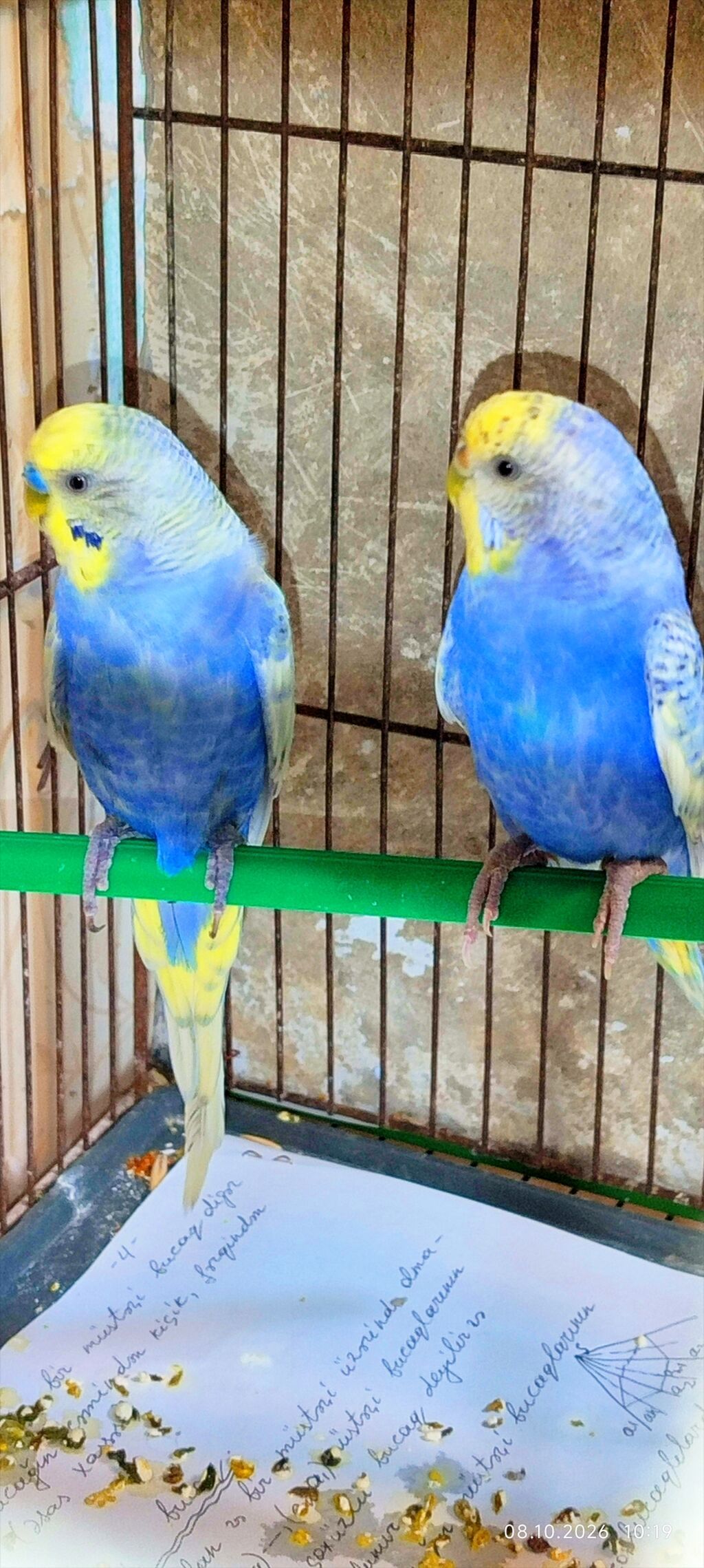 Cutduler,bala veren quslardi Görünüş xüsusiyyətləri: - 2 ədəd dalğalı — Tutyun papağayı, Bakı (3)