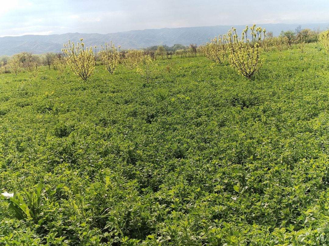 2.67 sot torpaq sahəsi, Qax r — Torpaq, Qax (4)