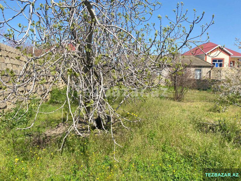 Saray qəsəbəsi, M.Ələkbərov küçəsi — Torpaq, Bakı (5)