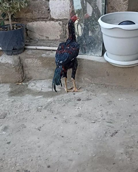 Xoruz, il: >5 — 80 ₼ · Xırdalan · Toyuq və xoruz Xoruz, il: >5 — Xırdalan