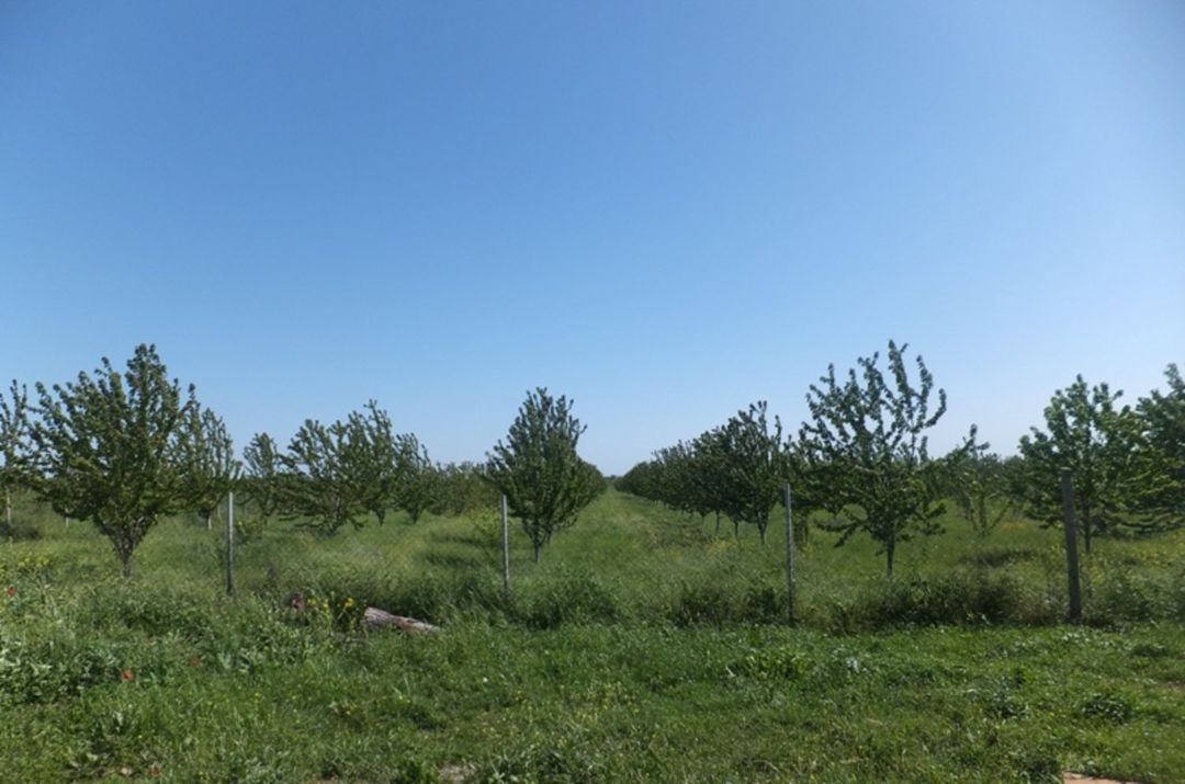 Satılır torpaq 300 sot — Torpaq, Quba (4)