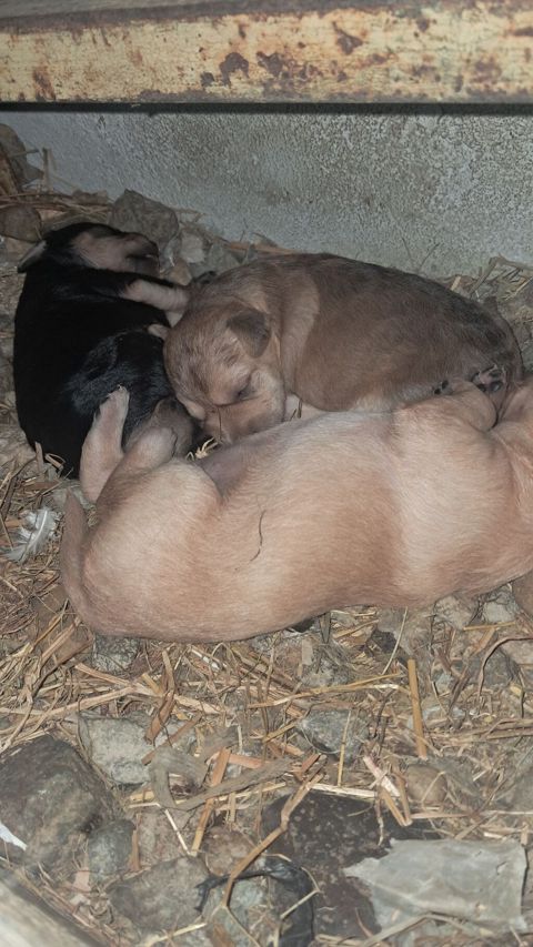 1 ay, Dişi, Cütləşmə üçün, Ünvandan götürmə — Digah