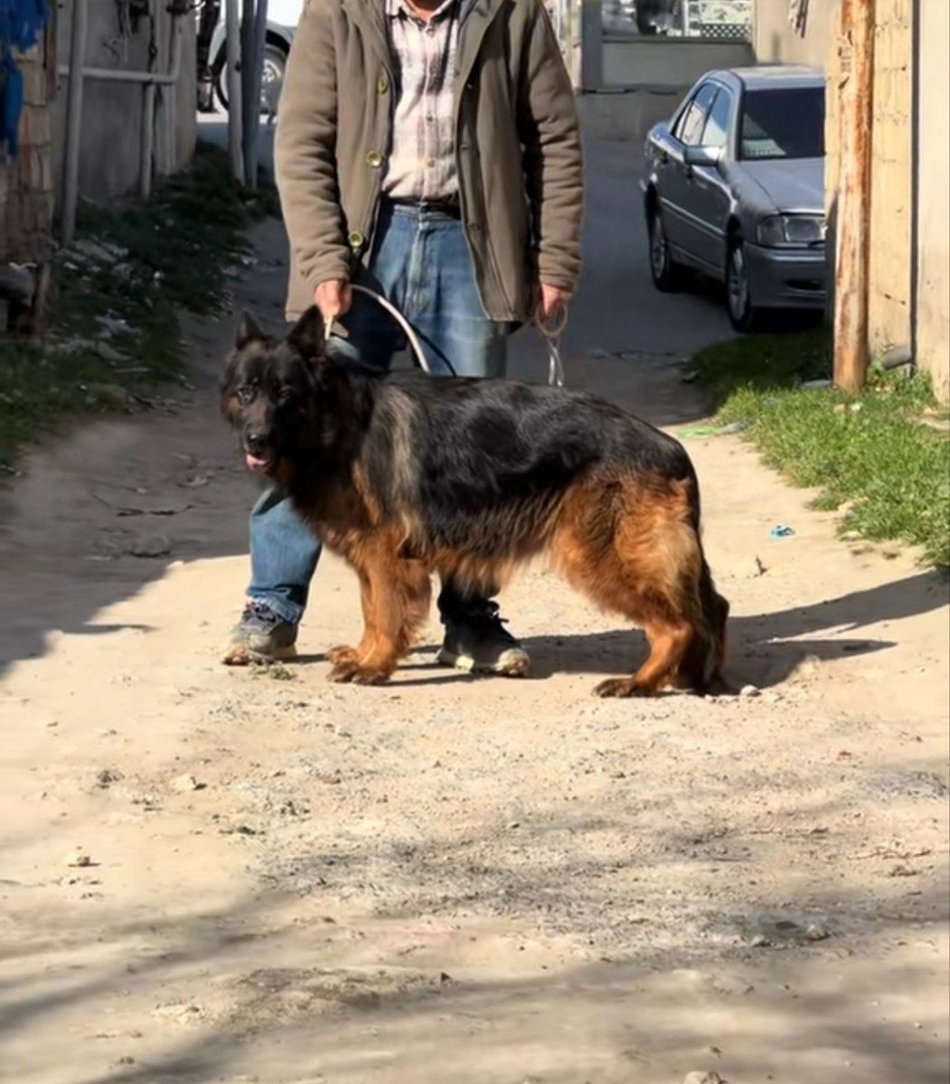 Alman ovçarkası — Köpəklər, Bakı (6)