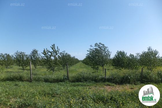Satılır 300 sot torpaq Quba — Torpaq (4)