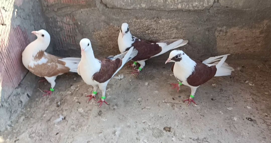 Göyərçinlər — Quşlar, Saatlı (2)