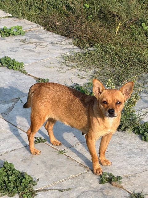 Çixuahua, 1 il, Dişi, Peyvəndli, Ödənişli çatdırılma — Mehdiabad