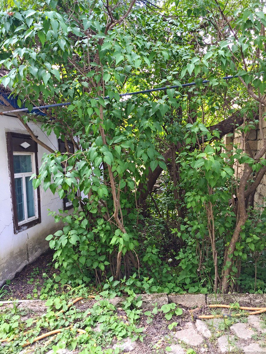 Satılır 4 otaqlı həyət evi/bağ evi 60 m² — Ev, villa, Xızı (8)
