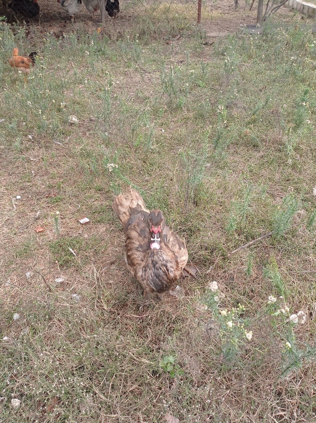 Satılır: Misk ördəkləri (indo duck) 15 manatdan 30 manata kimi hamsini — Digərləri, Fatmayı (2)