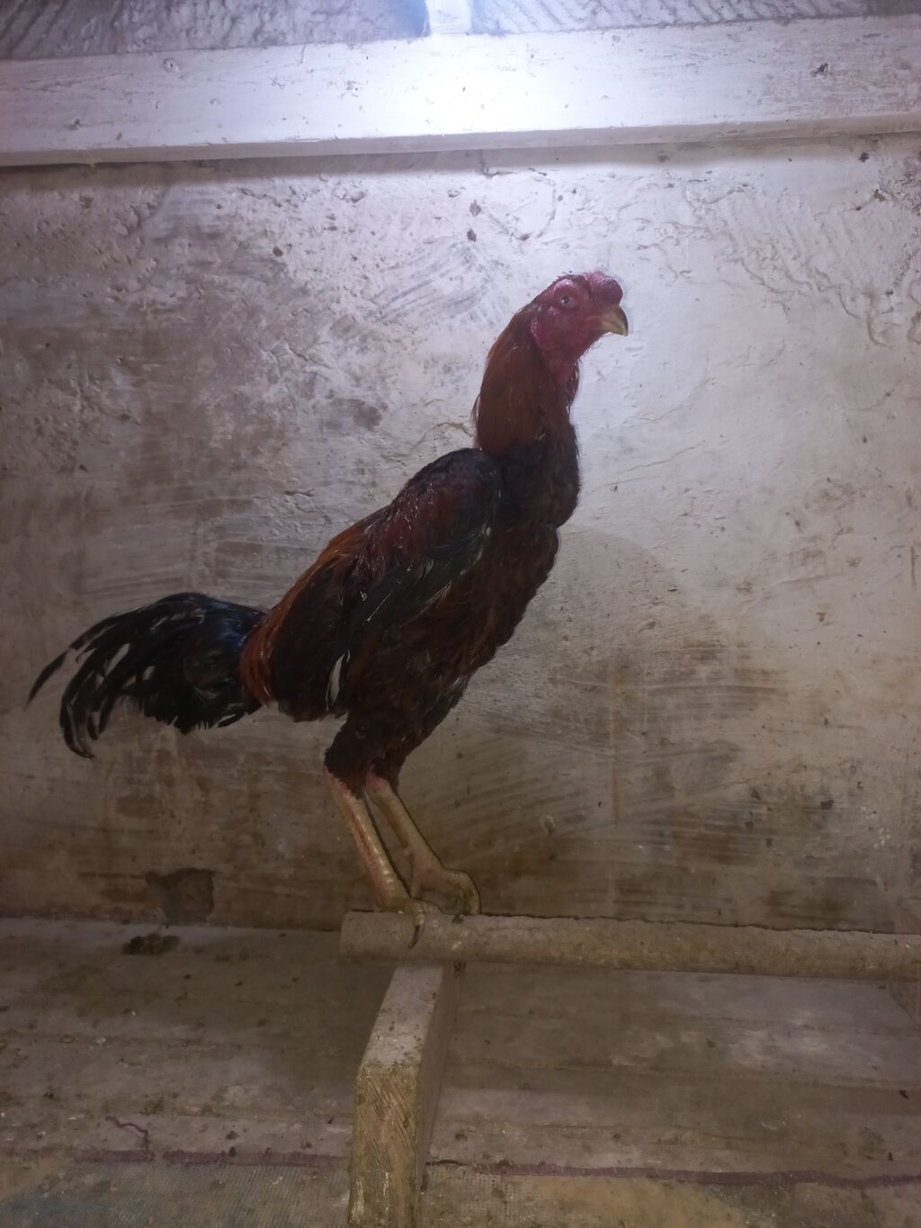 Daş pipik assel beçə 11 aylıq. super heyvanların balasıdı. Atası — Toyuq və xoruz, Mehdiabad