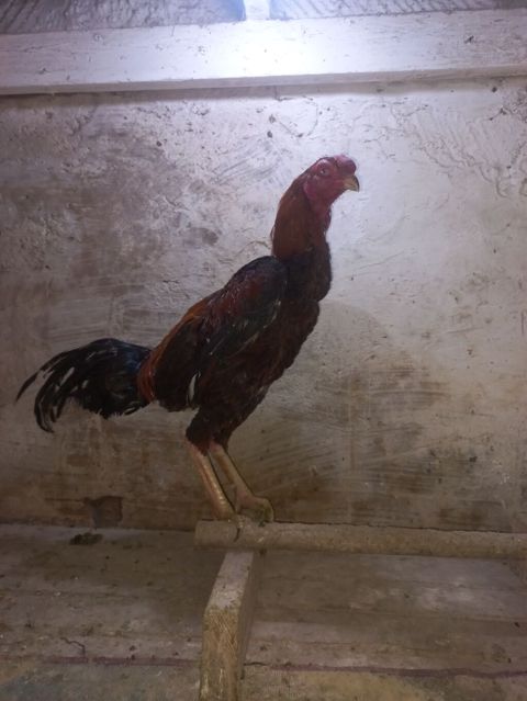Daş pipik assel beçə 11 aylıq. super heyvanların balasıdı. Atası — Mehdiabad