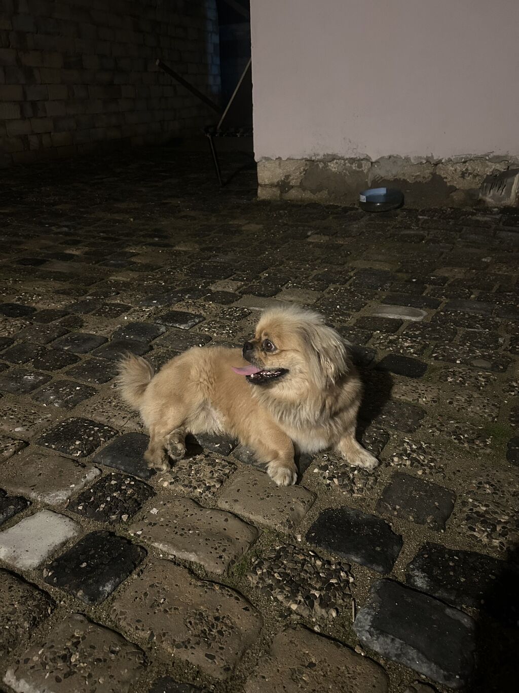 Pekines, 1 il, Erkək, Peyvəndli, Ünvandan götürmə — Köpəklər, Digah (3)
