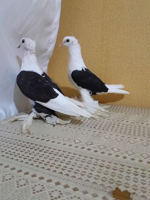 Salam olsun her kese. quslaf tam saglam.komuru qara ceplerdi. erkek — Digah