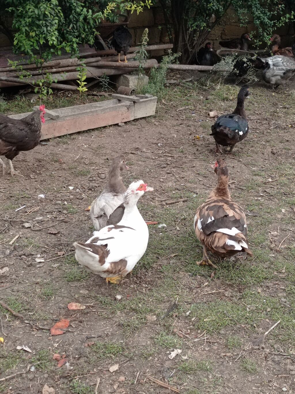 Satılır: Misk ördəkləri (indo duck) 15 manatdan 30 manata kimi hamsini — Digərləri, Fatmayı (10)