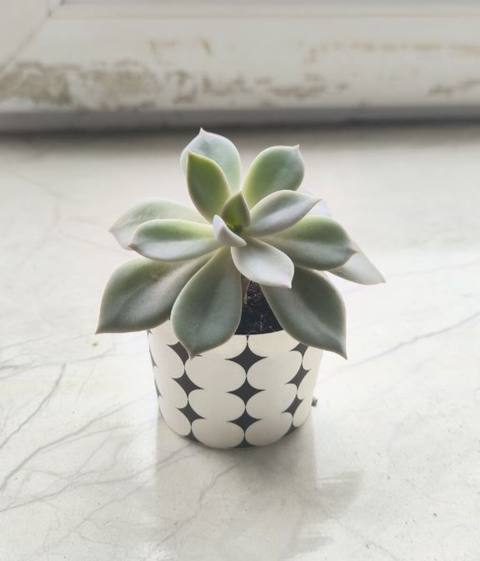 Kiçik Echeveria satılır Güclü günəş işığını sevir və günəşli — 1 ₼ · Bakı, Yasamal · Qapı bitkələri Kiçik Echeveria satılır Güclü günəş işığını sevir və günəşli — Bakı